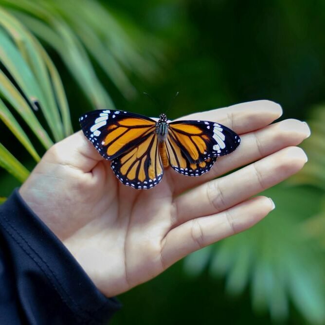 O Estilo da Mulher Madura como toda borboleta que aprende a voar depois de enfrentar o próprio casulo.”
